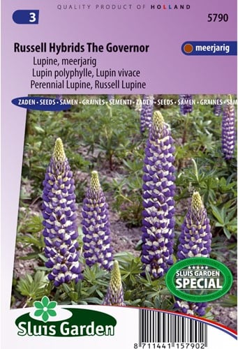 Lupine Russel Hybrids The Governer - Lupinus