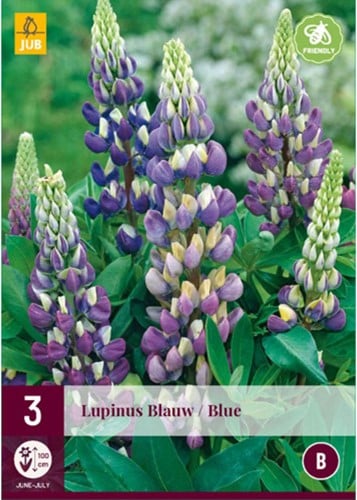 Lupine Blauw - Lupinus