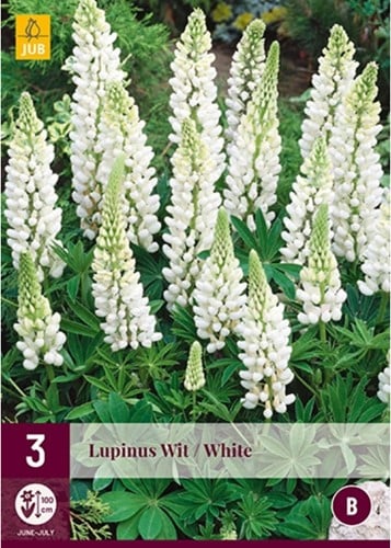 Lupine Wit
