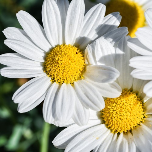 Madeliefje - Bellis perennis-2