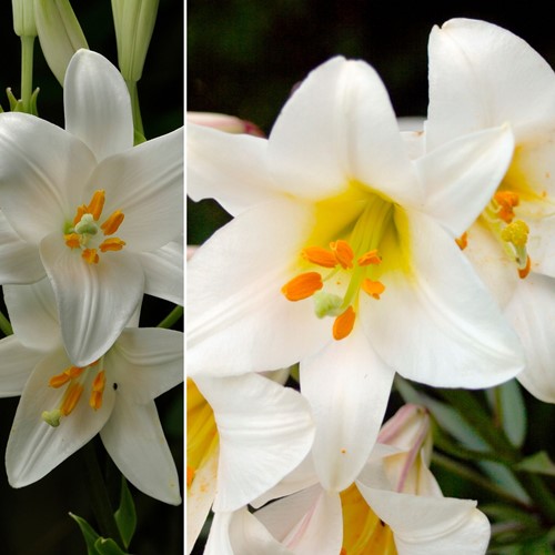 Madonna Lelie - Lilium candidum
