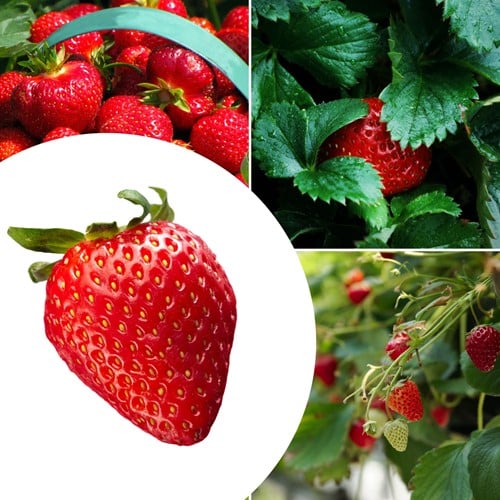 20x Aardbeien planten Mara des Bois – Fragaria