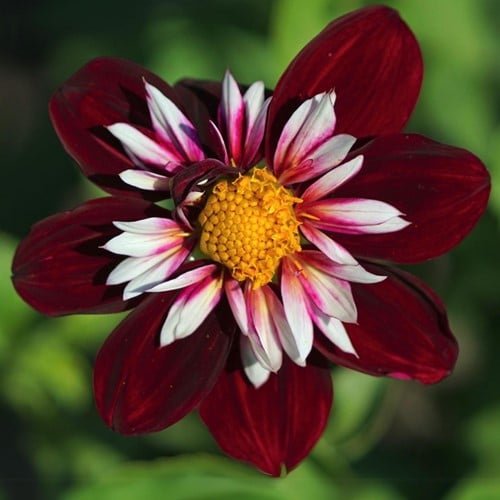 Dahlia Mary Evelyn