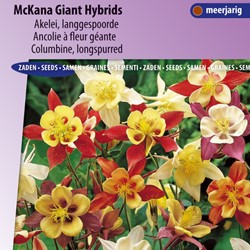 Akelei McKana Giant Hybrids - Aquilegia