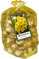 Meerbloemige Narcissen Golden Dawn (XL-Verpakking)-2