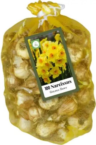 Meerbloemige Narcissen Golden Dawn (XL-Verpakking)-2