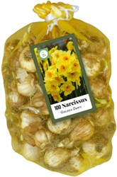Meerbloemige Narcissen Golden Dawn (XL-Verpakking)