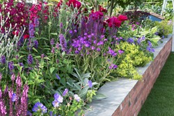 Tuinborder Lang Bloeiende Border Modeste Herwig (33 planten)