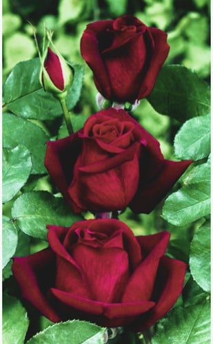 Roos Mister Lincoln - Rosa