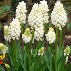 Blauwe Druifjes Botryoides Album - Muscari
