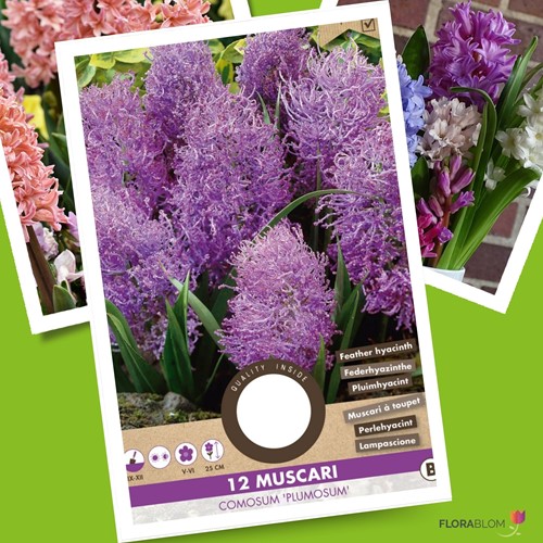 Muscari comosum plumosum - Pluimhyacint