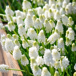 Muscari White Magic – (XL-Verpakking)