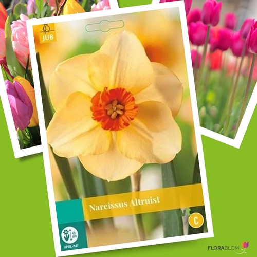 Narcis Altruist