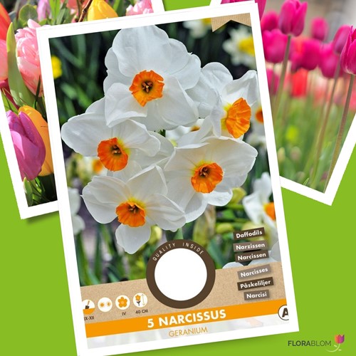 Narcis Geranium