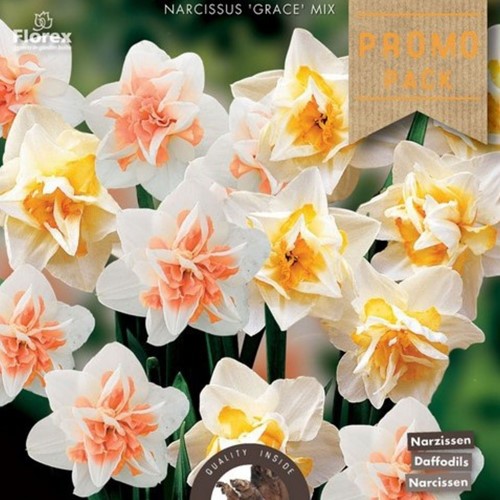 Narcis Grace Mix