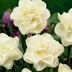 Narcis Obdam