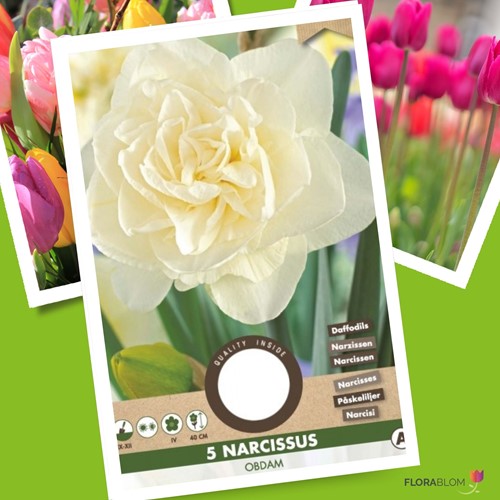 Narcis Obdam