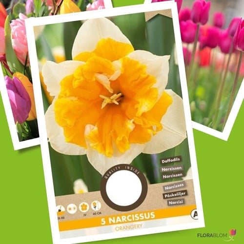 Narcis Orangery