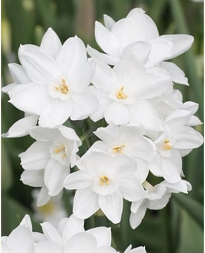 Narcis Paperwhite (Grootverpakking)