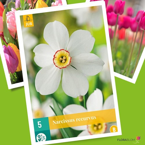Narcis Recurvus