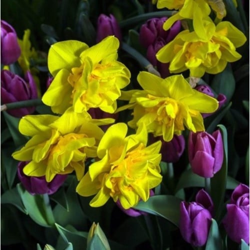 Narcis Tête a Tête Bouclé