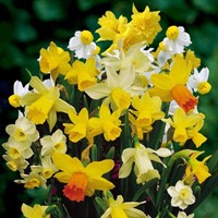 Narcissen Botanisch Mix (Grootverpakking)