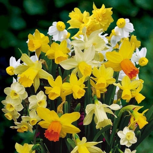 Narcissen Botanisch Mix (Grootverpakking)