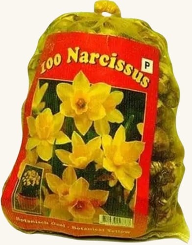 Narcissen Botanisch (XL-Verpakking)