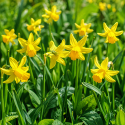 Narcissen Botanisch (XL-Verpakking)