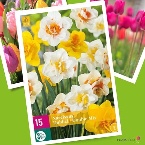 Narcissen Dubbel Mix