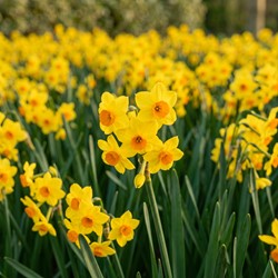Meerbloemige Narcissen Golden Dawn (XL-Verpakking)