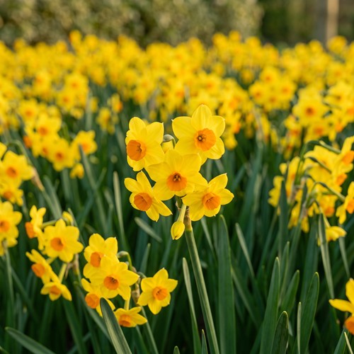 Meerbloemige Narcissen Golden Dawn (XL-Verpakking)