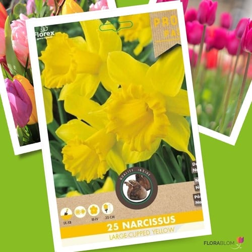 Narcissen Grootbloemig Geel
