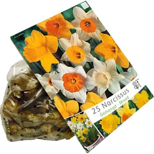 Narcissen Grootbloemig Mix