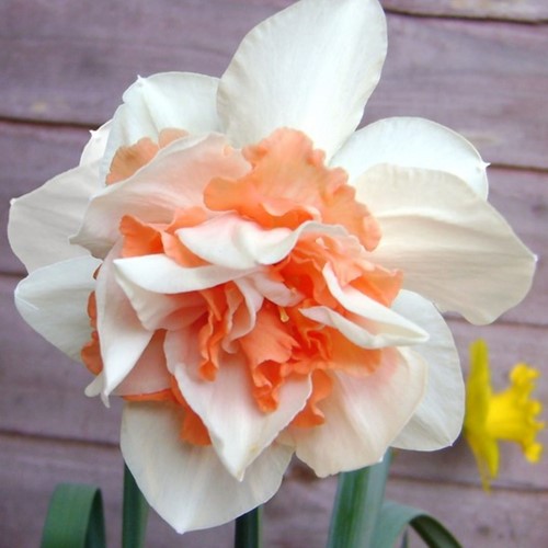Narcissen Replete (Grootverpakking)
