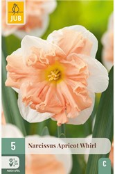 Narcis Apricot Whirl - Narcissus