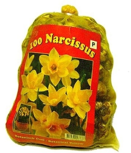 Narcissen Fantasie Mix XL-Verpakking
