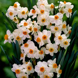 Narcis Geranium