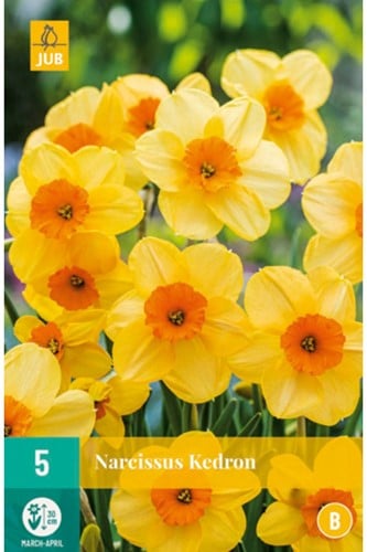 Narcis Kedron - Narcissus