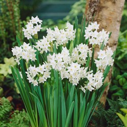 Narcis Paperwhite (Grootverpakking)