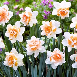 Narcissen Replete (Grootverpakking)