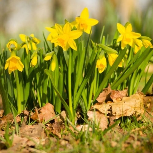 Narcis Tete a Tete