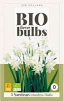 Narcissus Thalia – Narcissen BIO