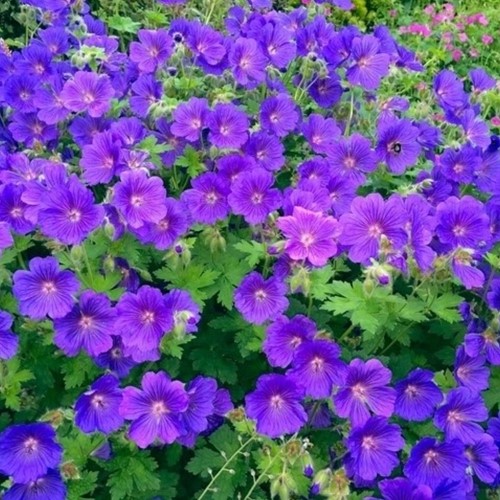 Ooievaarsbek Johnson's Blue - Geranium Sanguineum