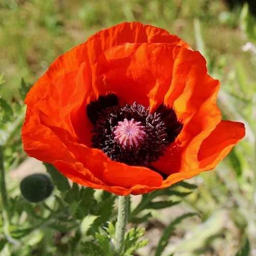 Oosterse Klaproos - Papaver rhoeas