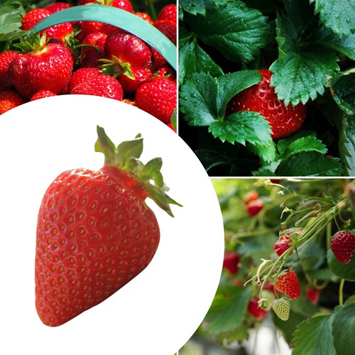 20x Aardbeien planten Ostara – Fragaria