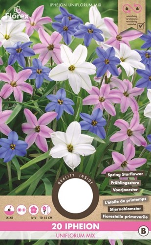 Ipheion Uniflorum Mix - Voorjaarster