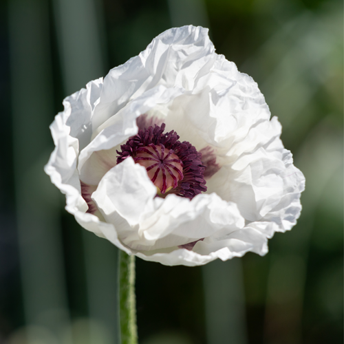 Papaver Orientale Perry's White - Klaproos