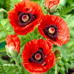 Papaver orientale Rembrandt - Klaproos (Driepack)