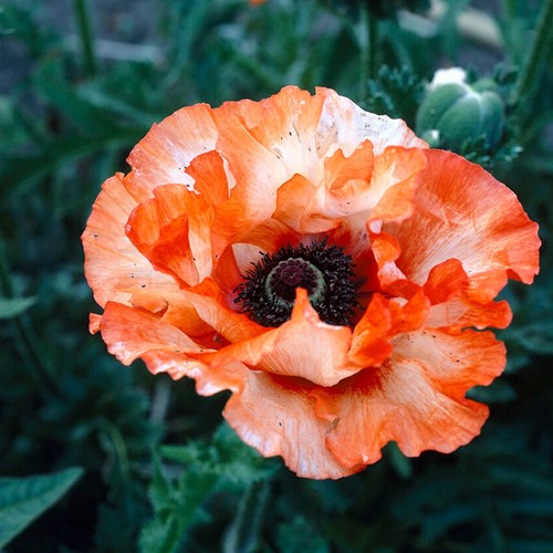 Papaver Picotee - Klaproos